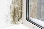 damp, black mold. mold removal. mold mites. mold on walls. mold killer. mold in house. rotten wood. fungus killer. rotten wood treatment. rotten wood repair.